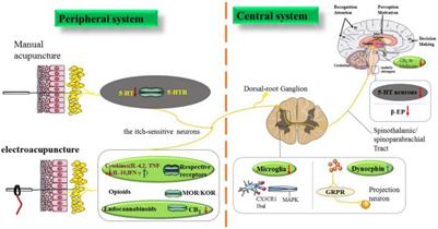 Acupuncture for the Treatment of Itch: Peripheral and Central Mechanisms